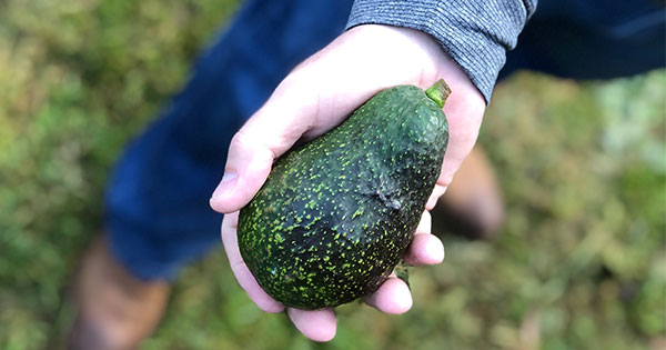 The Skinny on Avocados